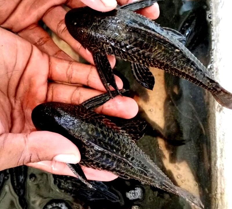 Sapu-Sapu Menguasai Cideng: Alarm Sunyi dari Jantung Ibu Kota - Budayantara TV
